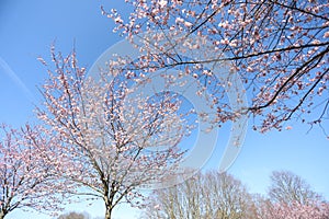 Spring sakura blossom in a sunny day. Sakura flowers bloom.