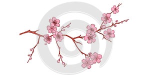 Spring sakura cherry blooming flowers bouquet. Isolated realistic pink petals, blossom, branches, leaves vector set