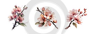 Spring sakura cherry blooming flowers bouquet. Isolated realistic pink petals, blossom, branches, leaves vector set.
