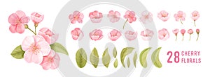 Spring sakura cherry blooming flowers. Isolated realistic pink petals, blossom, branches, leaves vector set