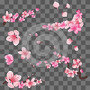 Spring sakura cherry blooming flowers, pink petals and branches on transparent background