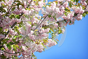 Spring Sakura Cherry Blossom