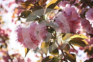 Sakura Cherry Blossoms