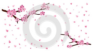 Spring sakura flowers. Tree blossom. Japanese pink cherry blossom. Flying bloom petals. Japan Floral fall. Oriental