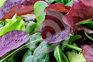 Spring salad of mixed greens macro