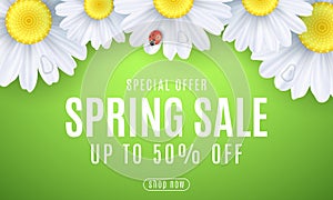 Spring sale banner. Ladybug creeps on the flowers. Realistic daisies. Seasonal design for your business. Water drops. Special