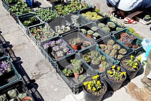 Spring sale of flowers. Customers in a garden shop filled with boxes of plants