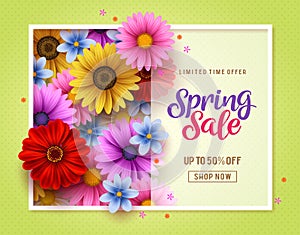 Spring sale vector banner template with colorful chrysanthemum and daisy flowers elements
