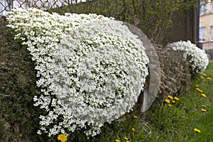 Spring scattering of white Aubrieta flowers among large stones in the garden. photo