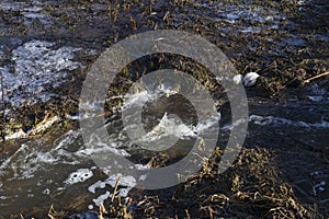 Spring scene with a bubbling stream and thawed earth still covered ice