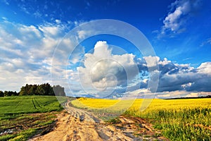 Spring scene. Dirt road into yellow colza and green wheat fields