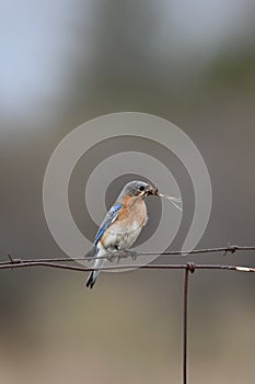 Spring scene of an Eastern Bluebird perched on a barbed wire fence