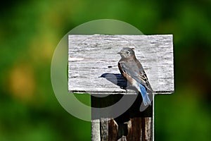 Female Eastern Bluebird sits perched on a nesting box