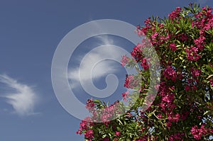 Spring scene with a flowering oleander bush and a blue sky