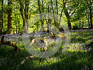 A Spring scene with a forest of bluebells