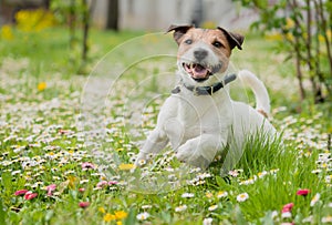 Spring scene with happy dog playing on flowers at fresh green grass lawn