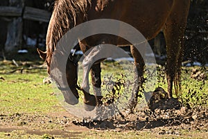 Spring scene of a horse playing in a puddle