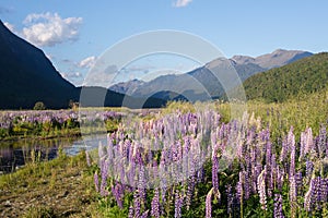 Spring scene from Milford Sound, New Zealand