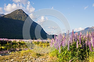 Spring scene from Milford Sound, New Zealand