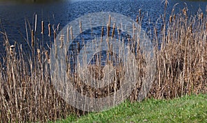 Spring scene showing grasses and bullrushes beside pond and grass