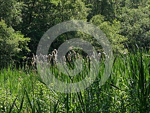 Spring scene showing grasses and fluffy bullrushes with trees behind