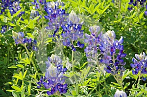 Spring scene: Texas bluebonnets