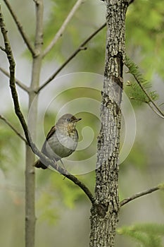 Spring scene of a Veery thrush perched in a forest