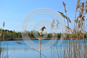 Spring scene with view to lake through thickets of bulrush. Blue sky and water in spring day.