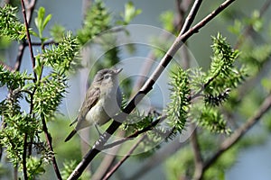 A Warbling Vireo bird perched on a branch photo