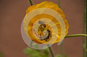 Spring scene of yellow poppy flower with three bees