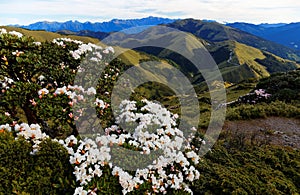 Spring scenery of beautiful Hehuan Mountain in central Taiwan, with a panoramic view of a majestic mountain