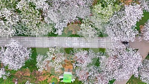 Spring scenery of East Lake Cherry Blossom Garden in Wuhan, Hubei, China