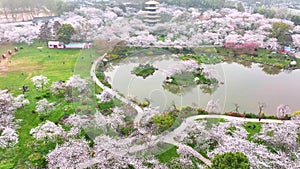 Spring scenery of East Lake Cherry Blossom Garden in Wuhan, Hubei, China