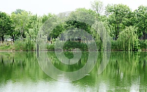 Spring scenery of ecological wetland photo