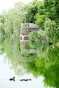Spring scenery of ecological wetland. photo
