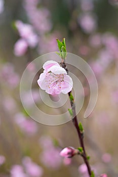 Spring scenery of Hubei Daye Zhaoshan Forest Park