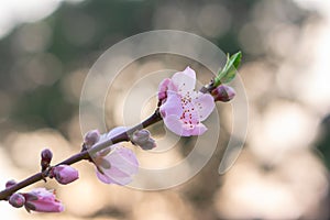 Spring scenery of Hubei Daye Zhaoshan Forest Park