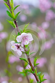 Spring scenery of Hubei Daye Zhaoshan Forest Park