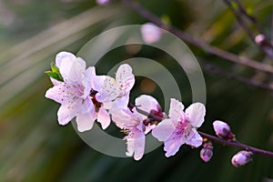 Spring scenery of Hubei Daye Zhaoshan Forest Park