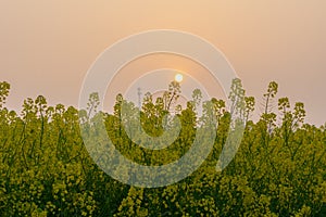 Spring scenery of Hubei Daye Zhaoshan Forest Park