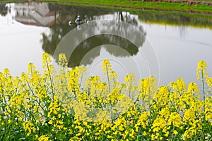 Spring scenery of Hubei Daye Zhaoshan Forest Park