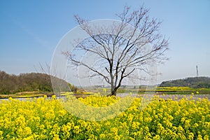 Spring scenery of Hubei Daye Zhaoshan Forest Park