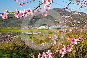 Spring scenery of Hubei Daye Zhaoshan Forest Park