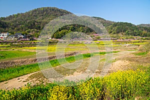 Spring scenery of Hubei Daye Zhaoshan Forest Park