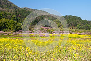 Spring scenery of Hubei Daye Zhaoshan Forest Park