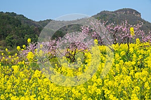 Spring scenery of Hubei Daye Zhaoshan Forest Park