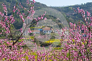 Spring scenery of Hubei Daye Zhaoshan Forest Park