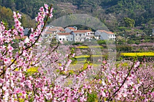 Spring scenery of Hubei Daye Zhaoshan Forest Park