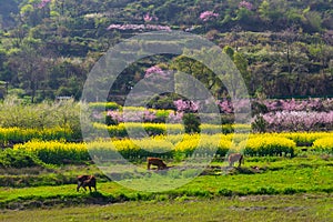 Spring scenery of Hubei Daye Zhaoshan Forest Park