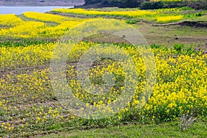 Spring scenery of Hubei Daye Zhaoshan Forest Park